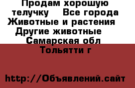 Продам хорошую телучку. - Все города Животные и растения » Другие животные   . Самарская обл.,Тольятти г.